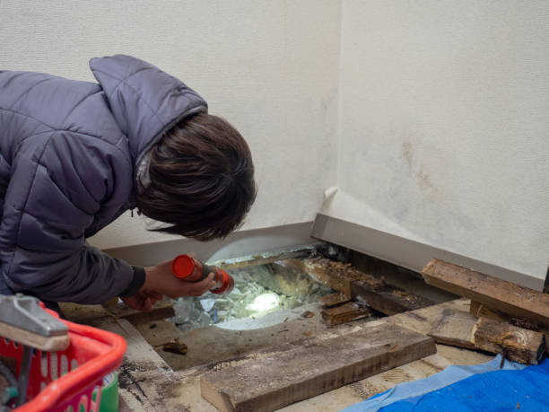 Best Mold Removal for HVAC Installations  in Elk Grove Vlage, IL