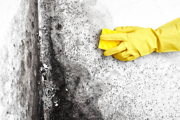 Best Biohazard Mold Removal  in Elk Grove Vlage, IL