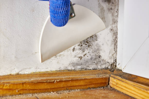 Professional Mold Removal in Elk Grove Village, IL